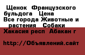 Щенок  Французского бульдога › Цена ­ 35 000 - Все города Животные и растения » Собаки   . Хакасия респ.,Абакан г.